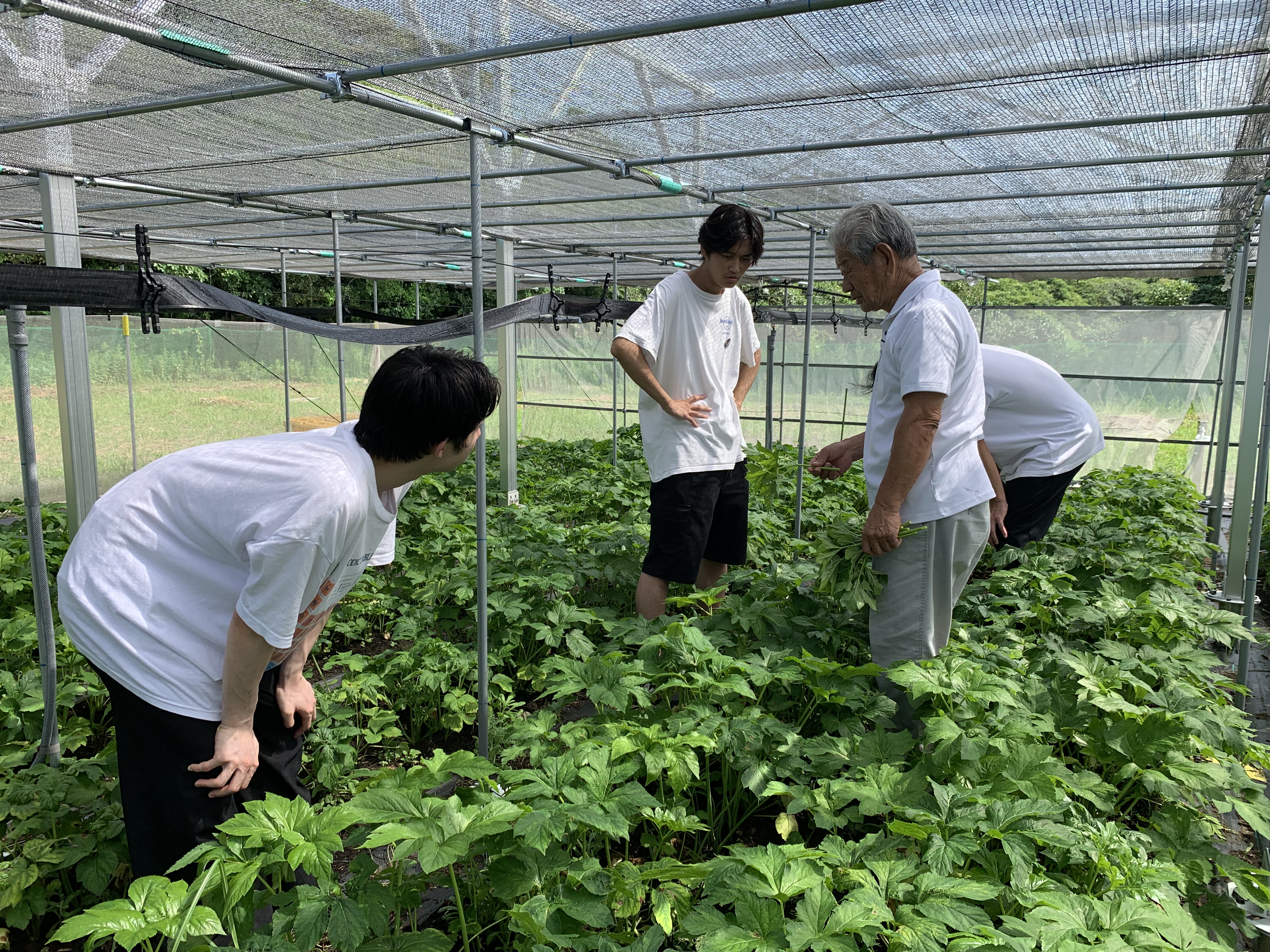 画像：大島での現地調査