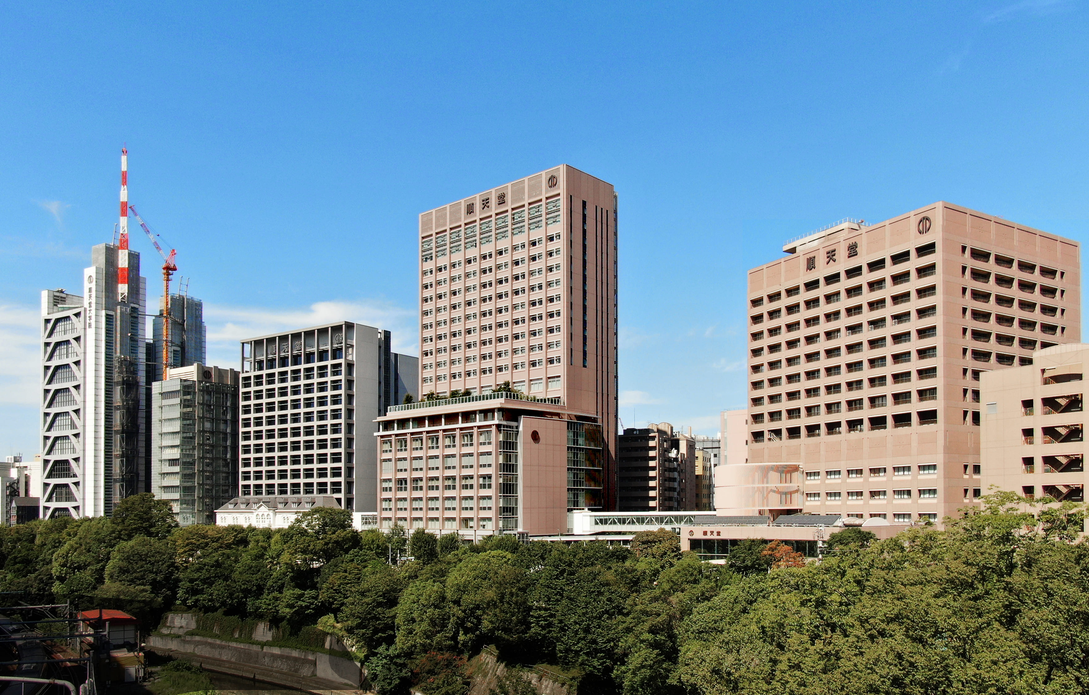 画像：順天堂大学